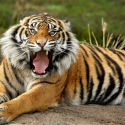 Animals Jigsaw Puzzle - Tiger