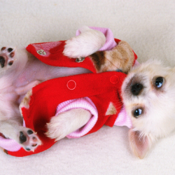 Lovely Puppy Slide