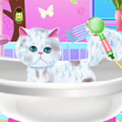 Excellent Pet Groomer