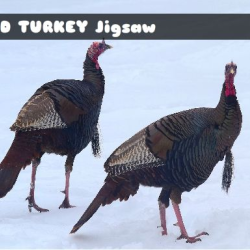 Wild Turkey Jigsaw
